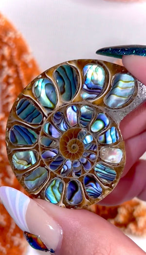 Ammonite with Abalone Inlay