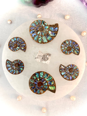 Open image in slideshow, Ammonite with Abalone Inlay
